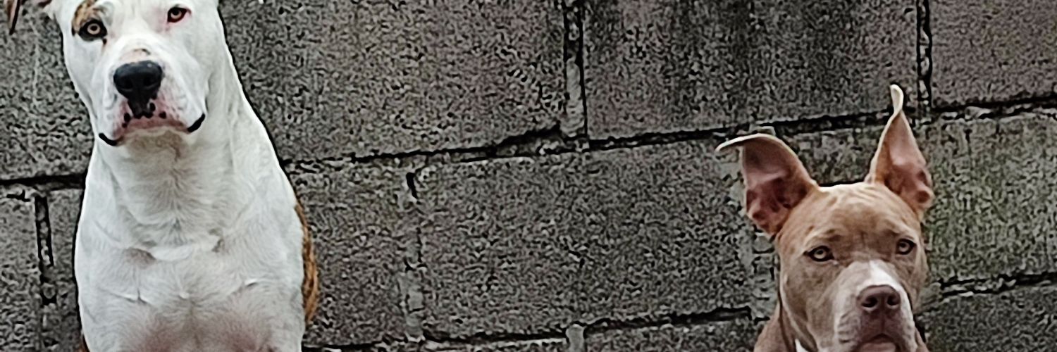 kliodavid's profile banner image