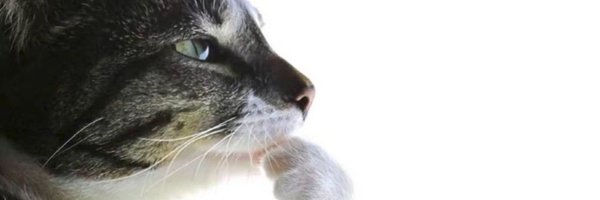 SibowAXE Profile Banner