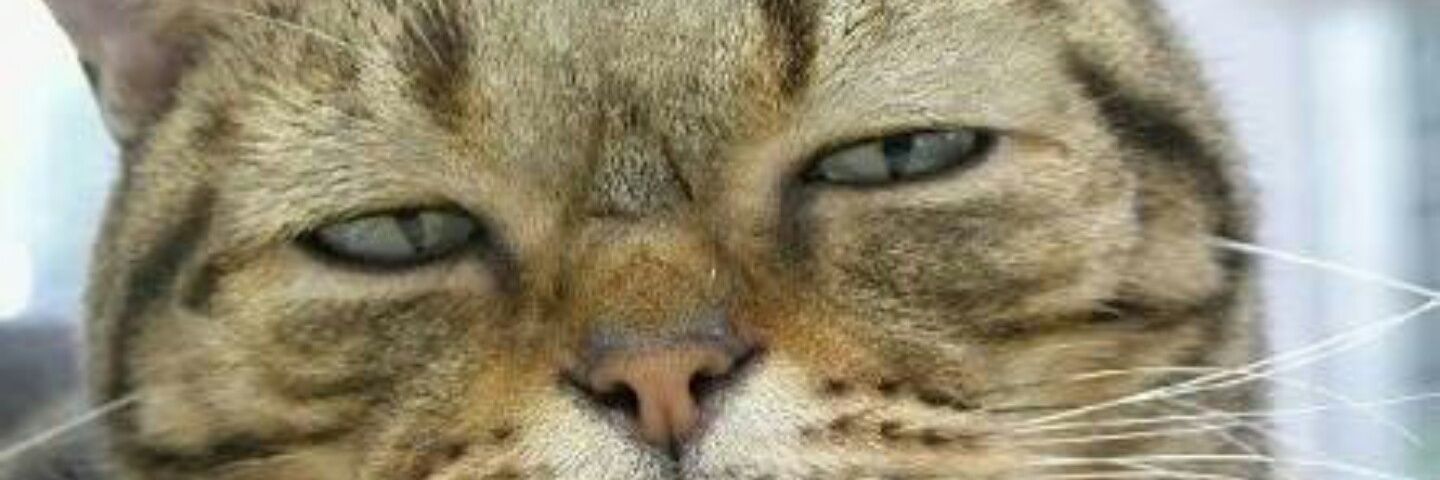 AkatukiTooya's profile banner image