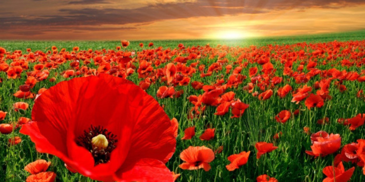 CherylPoppyO's profile banner image