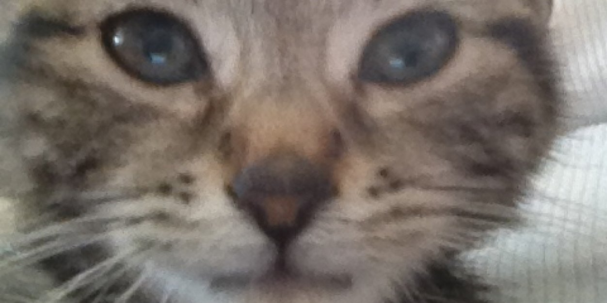 SqueakyKitt's profile banner image