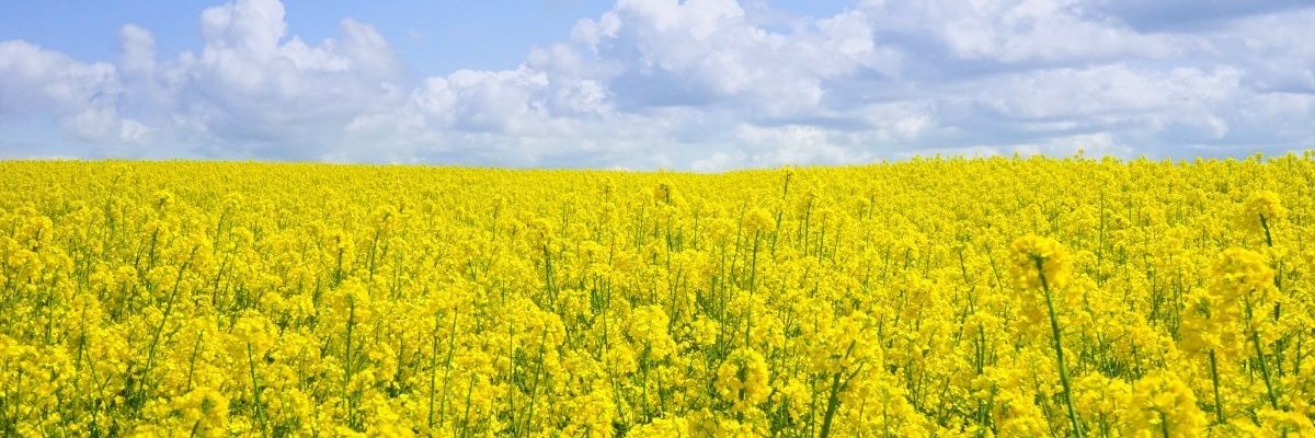 Pace Merchant banner