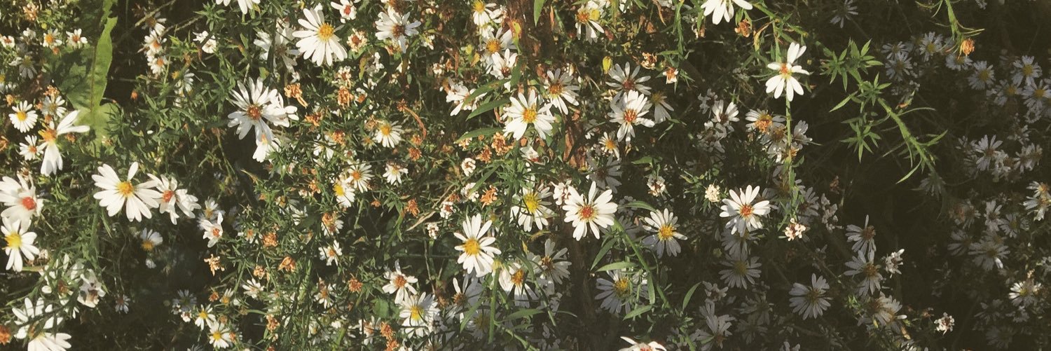 noboseolhc's profile banner image