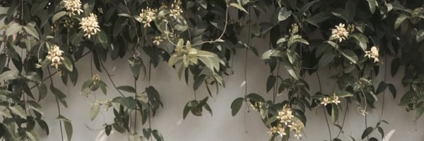 prnprs Profile Banner