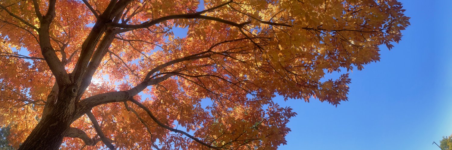 Marche the Adventure-hare ➡️ 🦋 banner