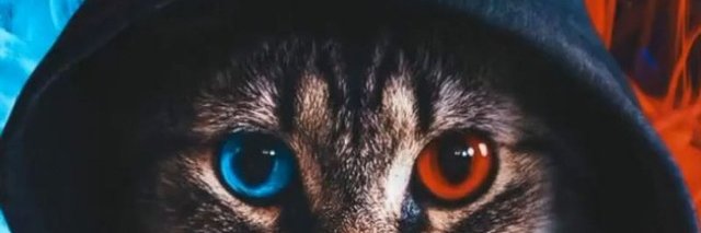 misah_kittyy's profile banner image