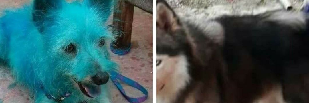 Back Jaltimore banner