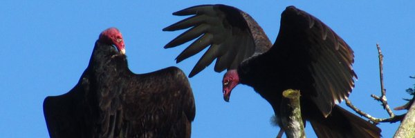 bcadish Profile Banner