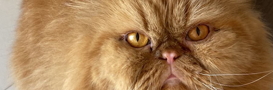 nanesandoval's profile banner image