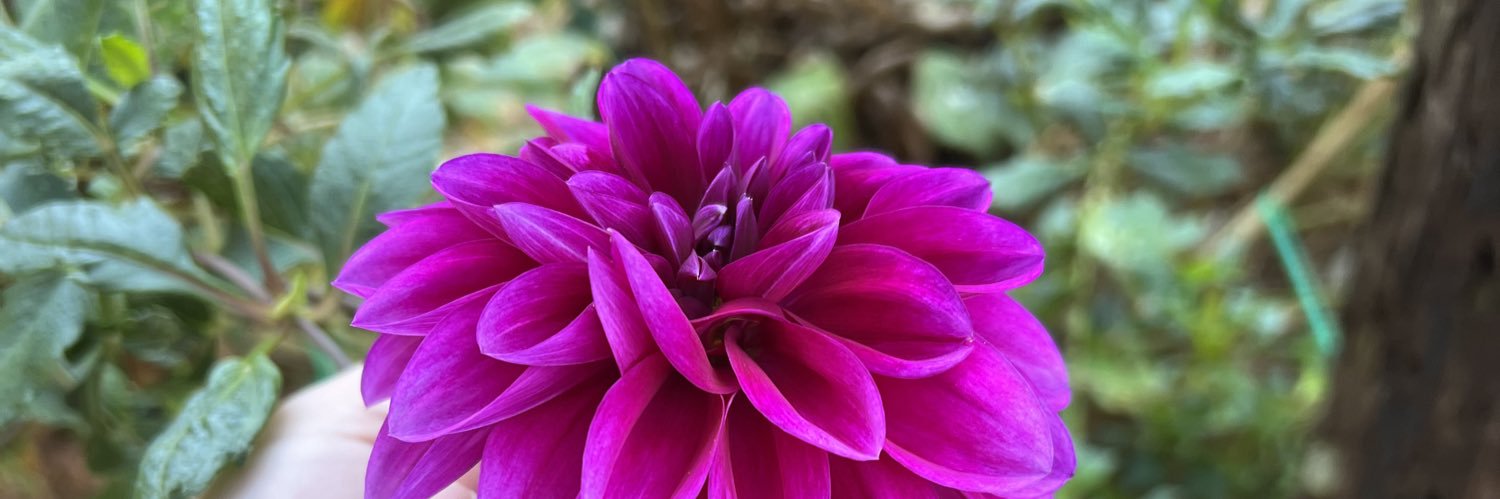 Patrick Wiseman banner