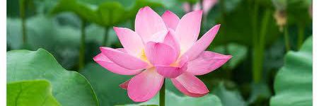 ParamitraJin's profile banner image