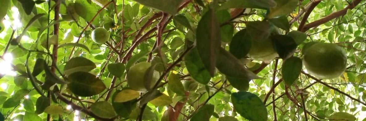 Mohana Ravindranath banner