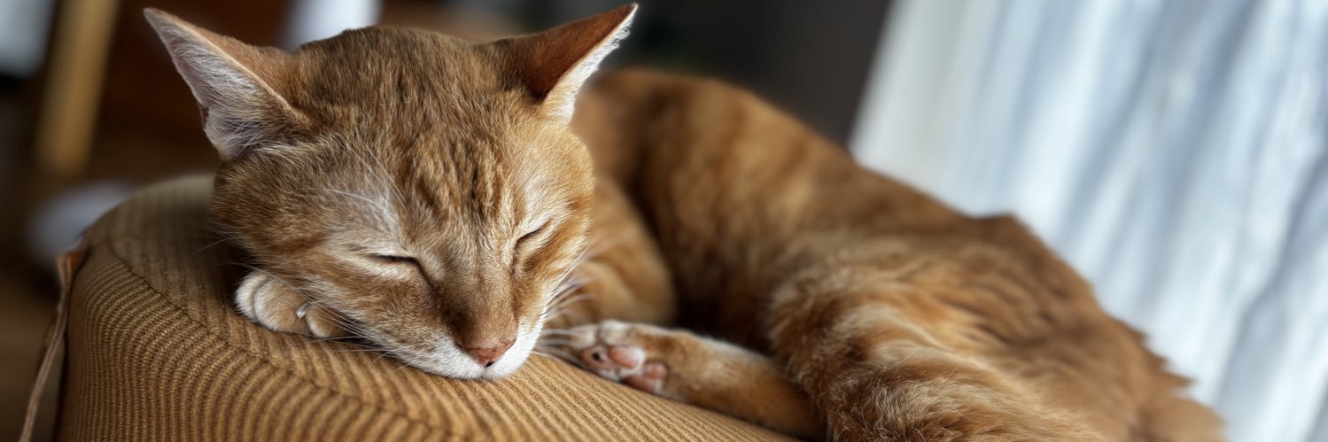 J.C【CXシーズン終了】 banner