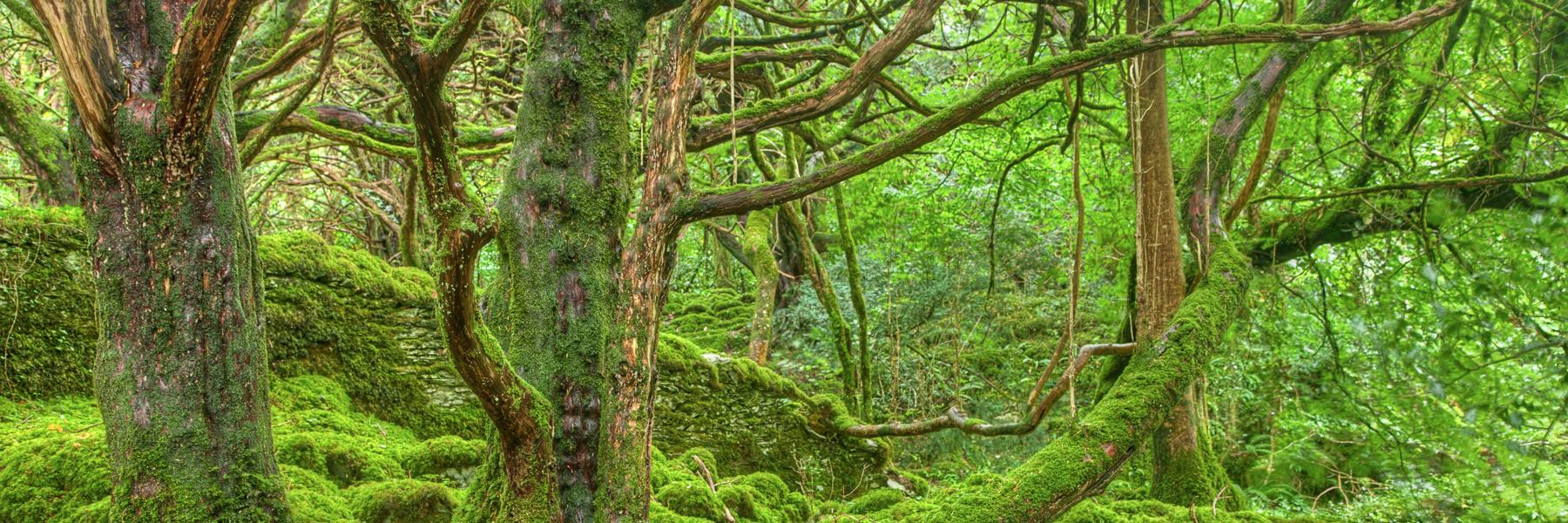 Boris Smus 🇺🇦🇮🇱🇨🇦 banner