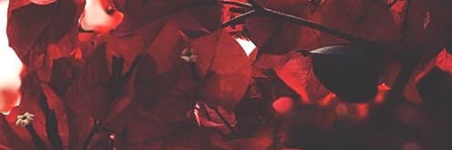 Janeblsen's profile banner image