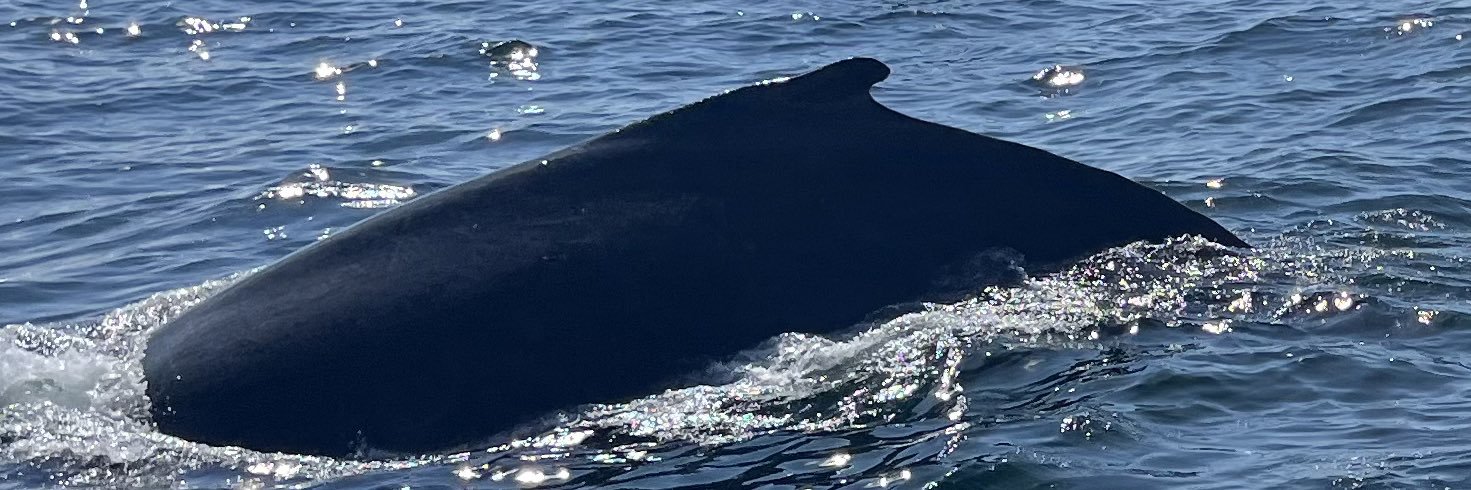 Stan Sadawski banner