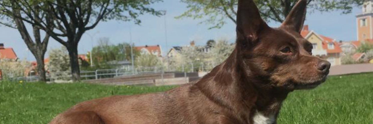 idonja's profile banner image