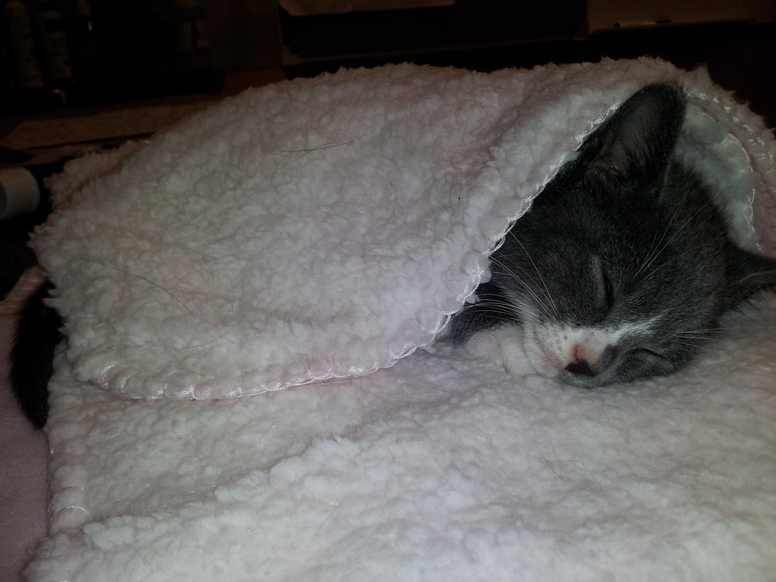 Dr. Katherine Compitus Ⓥ 🇨🇴 🇵🇱 🇮🇱(She/her) banner