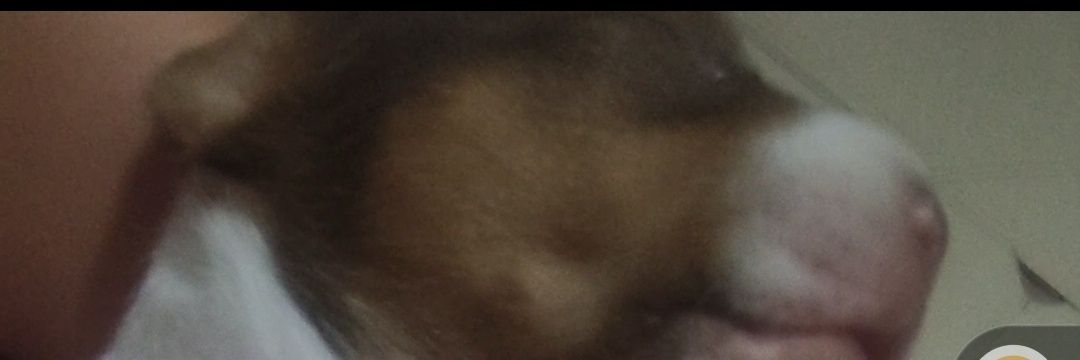 pitpitaws's profile banner image