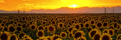 Mrs. Wiedenmann banner