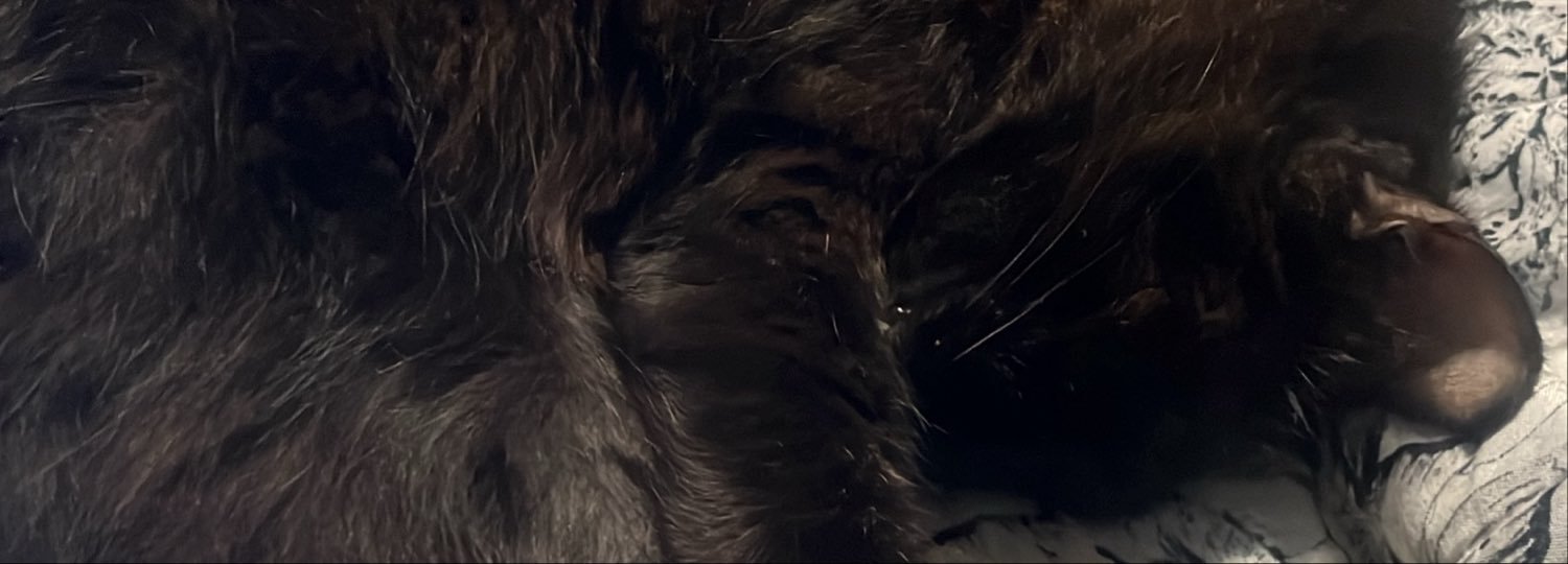 lohan_okori's profile banner image