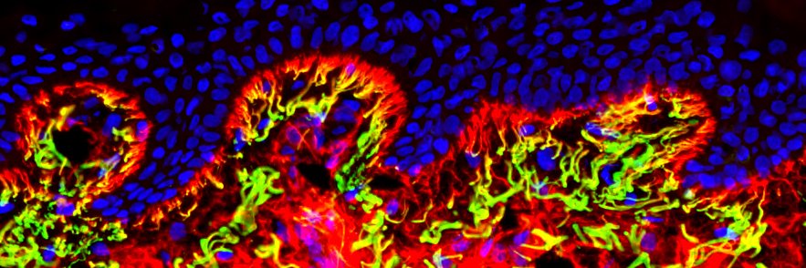 LangtonSkinLab banner