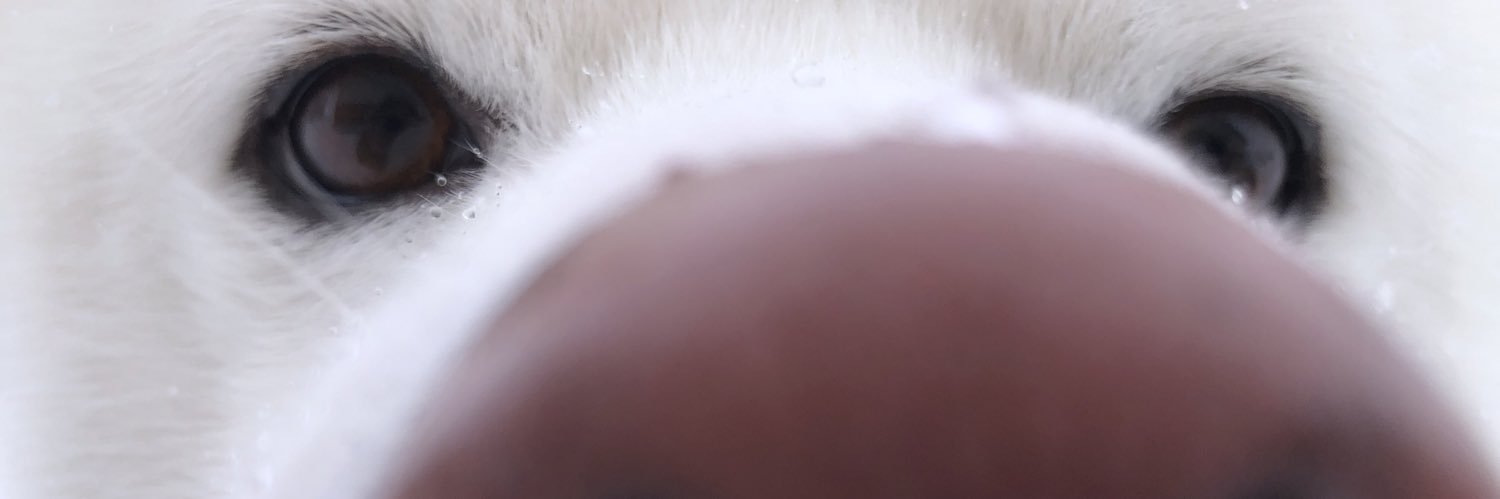 秋田犬 海 カイ♡ banner