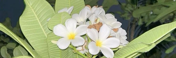 syafamoon's profile banner image