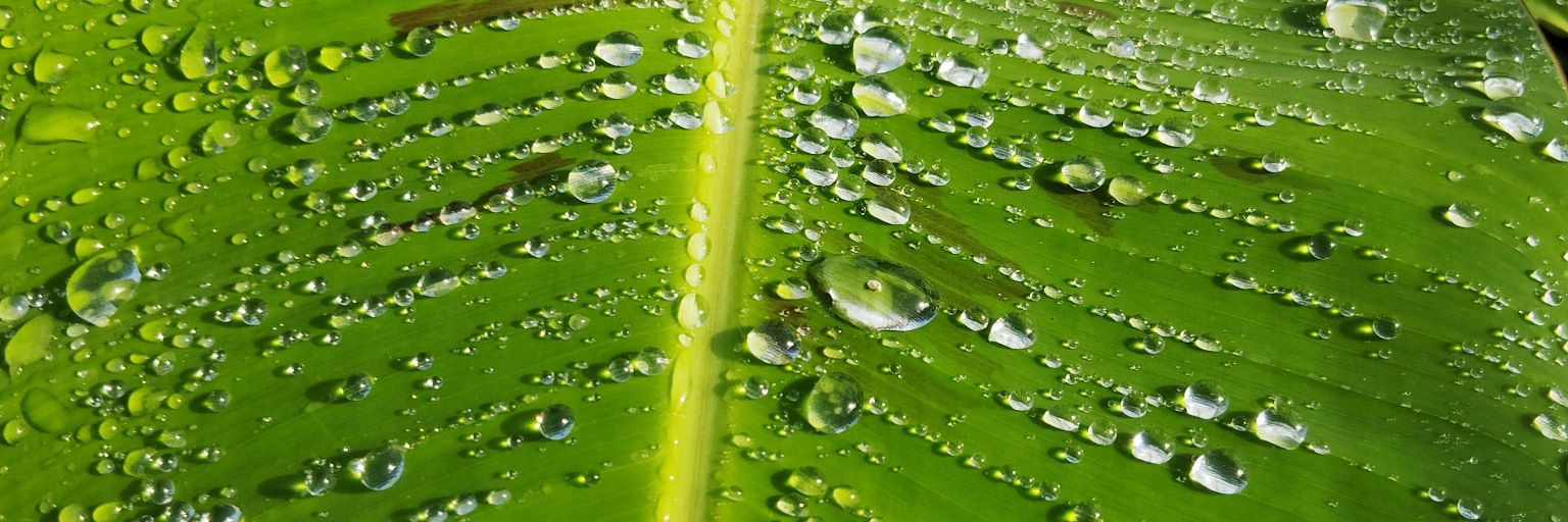 Tamara Jackson banner