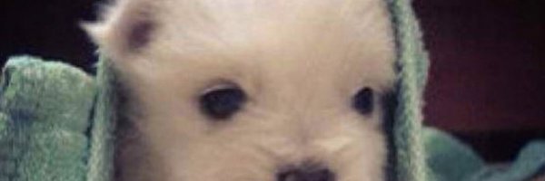 jetskisss_ Profile Banner