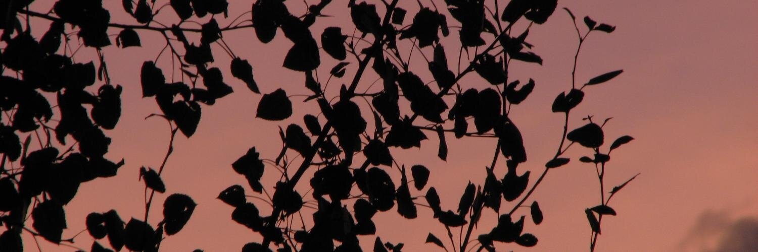 yellowshark's profile banner image