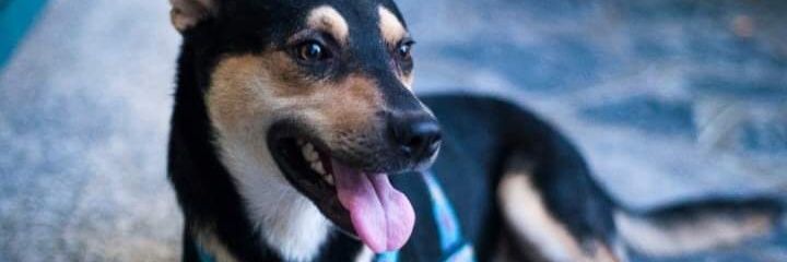 Angiegzh's profile banner image