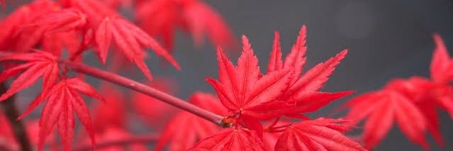 ラスストLJK banner