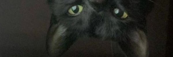 tricaina Profile Banner