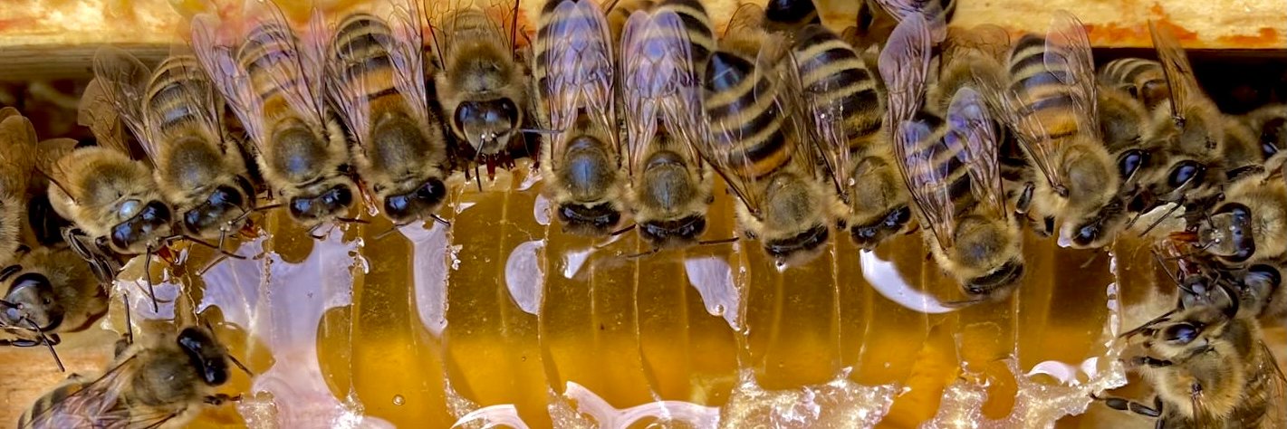 honeymakersUK's profile banner image
