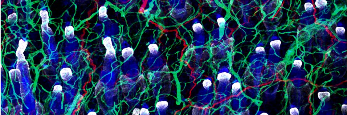 bingzhang_lab's profile banner image