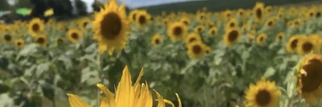 Carolinaasteph's profile banner image