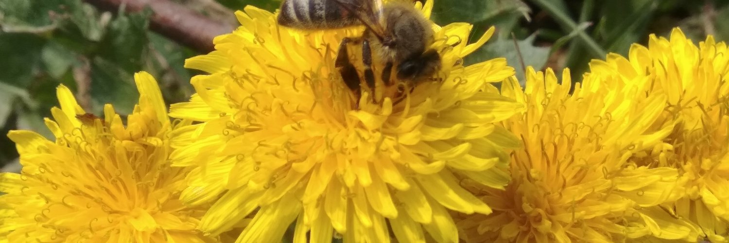 MAgri🌱🐝 banner
