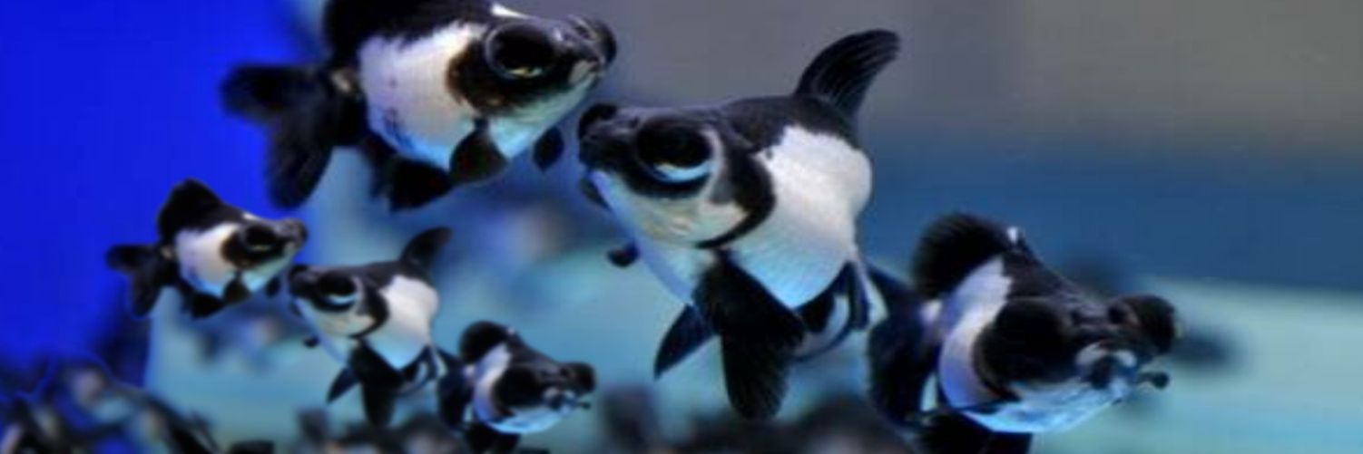 techanFD2's profile banner image