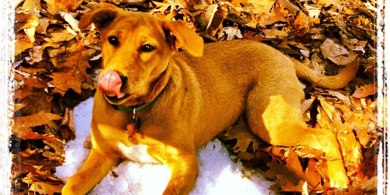 Mango the Dog banner