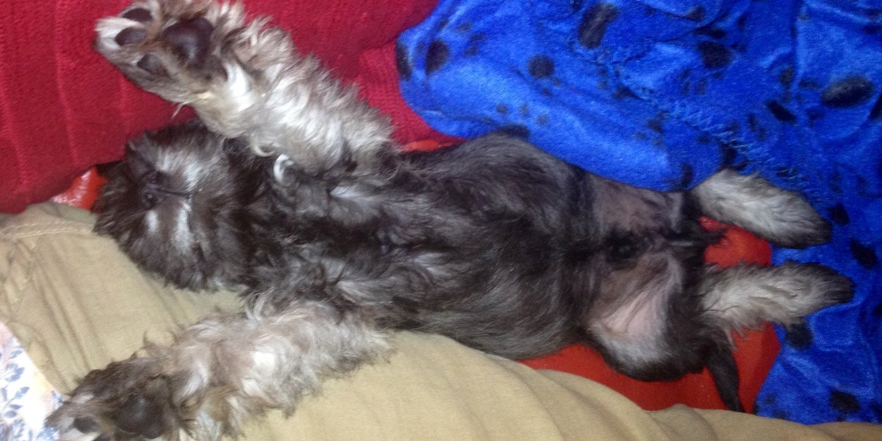 Schnauzer_Tails's profile banner image