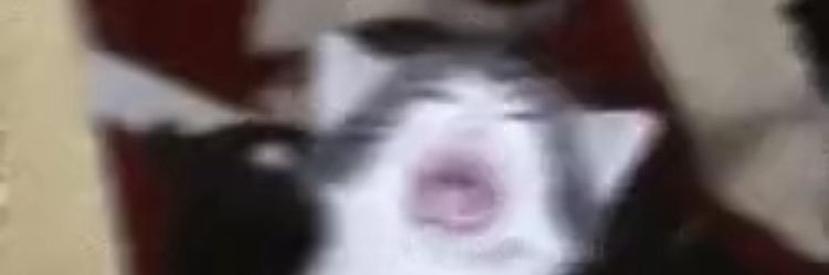 JolieSaignant banner