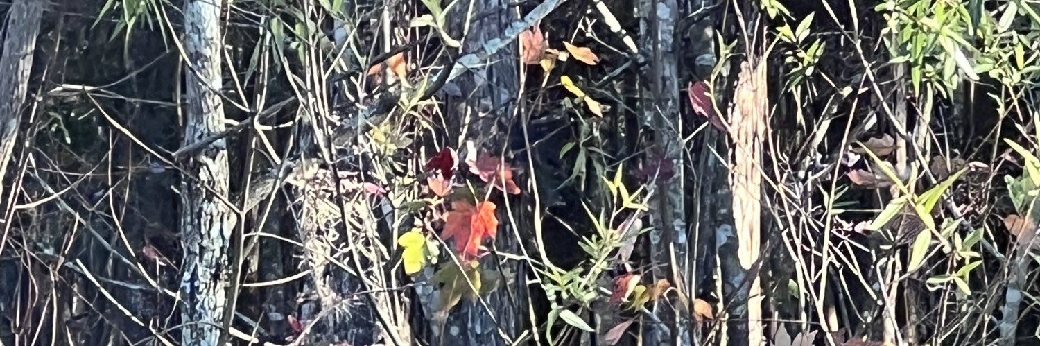 ColibriNoctis's profile banner image