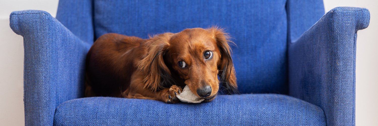 profloofpets's profile banner image