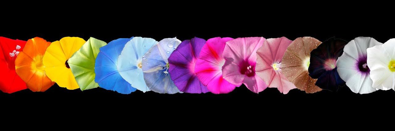 Lauren Eserman-Campbell, PhD banner