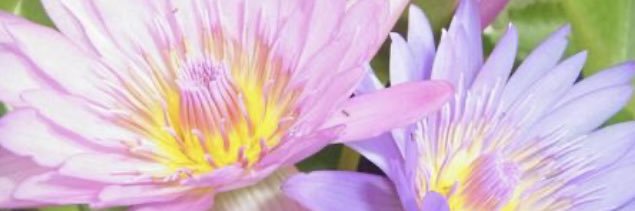 おん banner