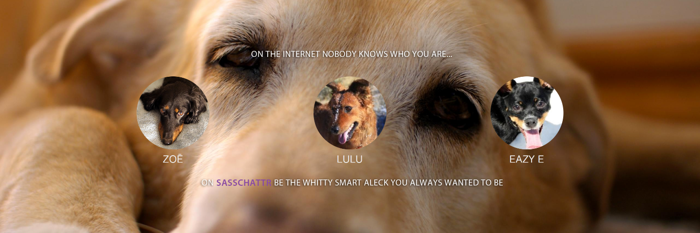 sasschattr's profile banner image