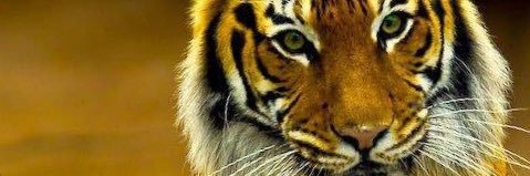 syndirectory's profile banner image