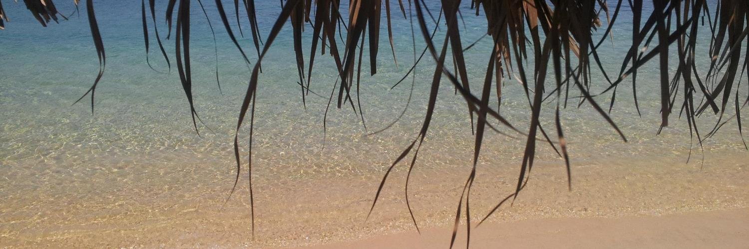 The crazy cat lady banner