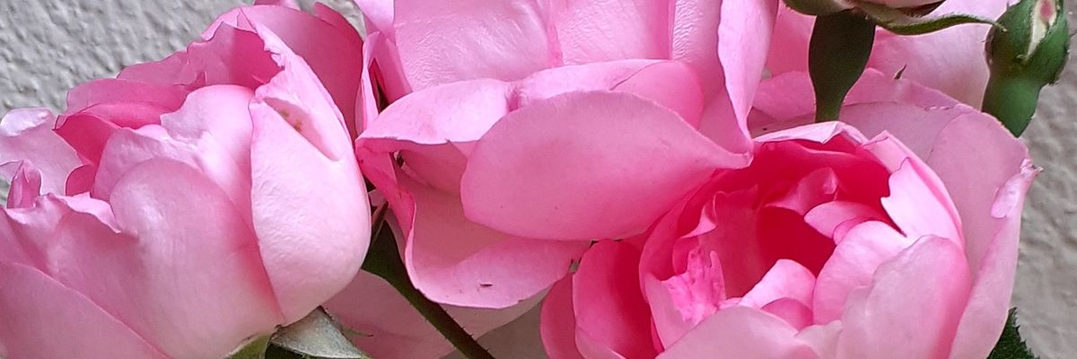 ayktl's profile banner image